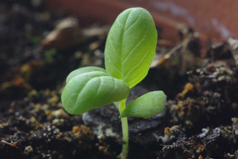Indoor Seed Starting: A Guide to Annual Flowers, Herbs & Vegetables