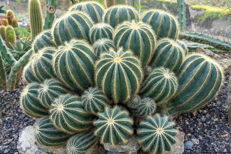 Balloon Cactus (Parodia magnifica): Growing & Care Guide