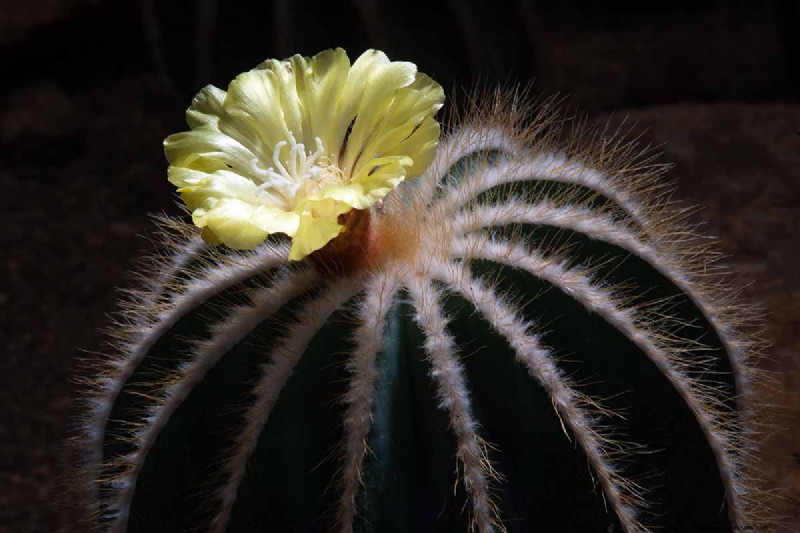 Balloon Cactus (Parodia magnifica): Growing & Care Guide