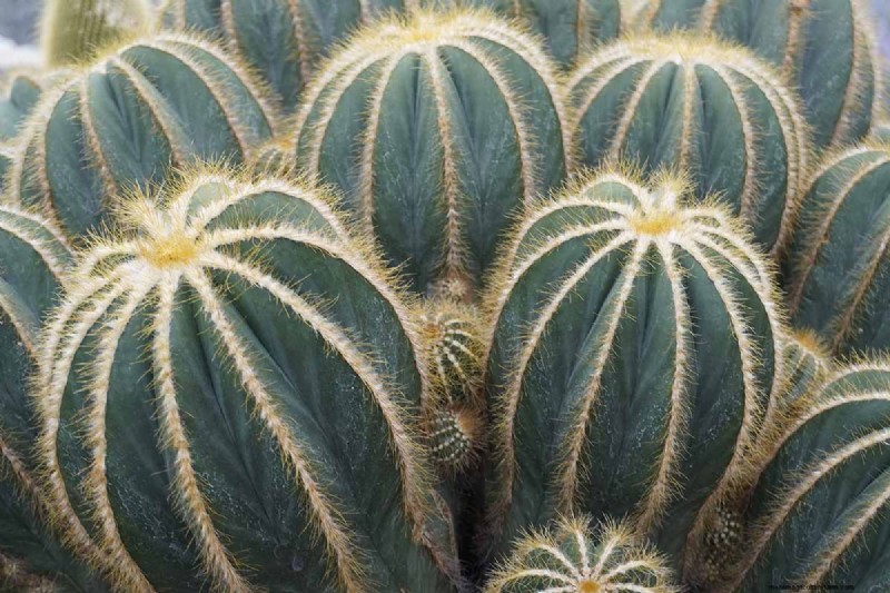 Balloon Cactus (Parodia magnifica): Growing & Care Guide