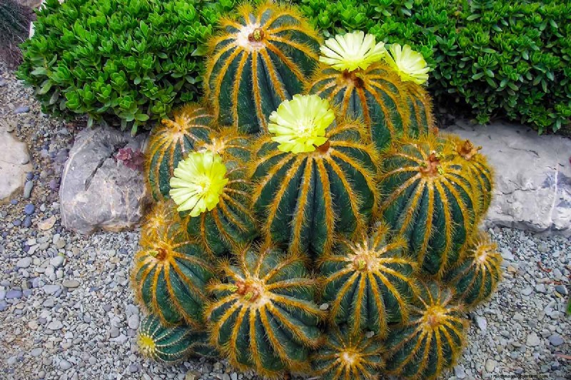 Balloon Cactus (Parodia magnifica): Growing & Care Guide