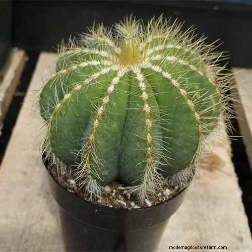 Balloon Cactus (Parodia magnifica): Growing & Care Guide