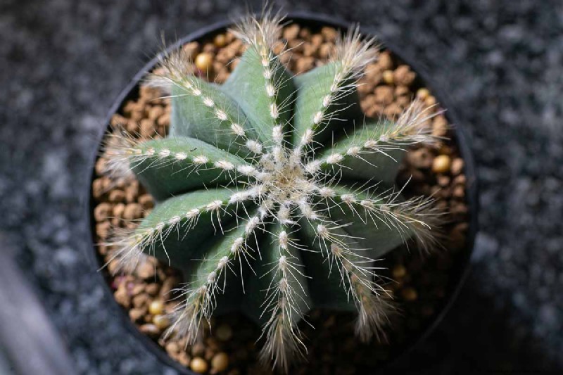 Balloon Cactus (Parodia magnifica): Growing & Care Guide