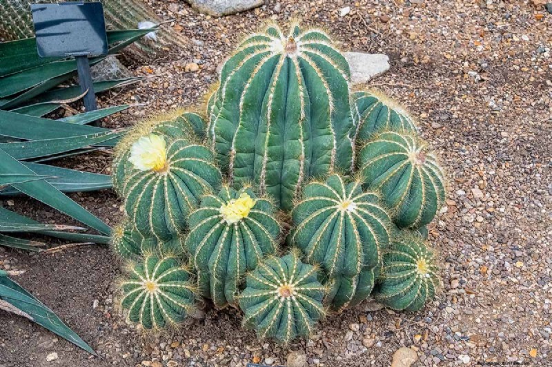 Balloon Cactus (Parodia magnifica): Growing & Care Guide