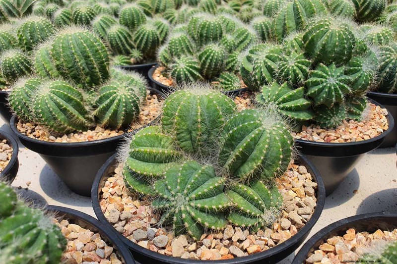 Balloon Cactus (Parodia magnifica): Growing & Care Guide