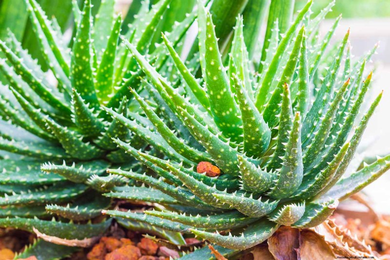 Crosby s Prolific Aloe: Growing Guide & Care Tips