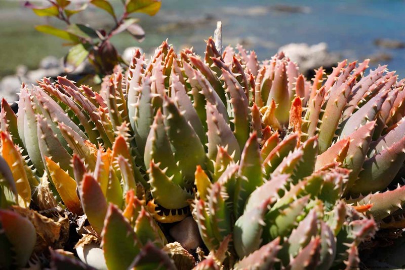 Crosby s Prolific Aloe: Growing Guide & Care Tips