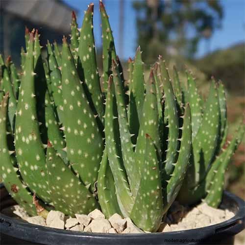 Crosby s Prolific Aloe: Growing Guide & Care Tips
