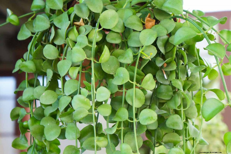 String of Nickels (Dischidia): Care & Growing Guide