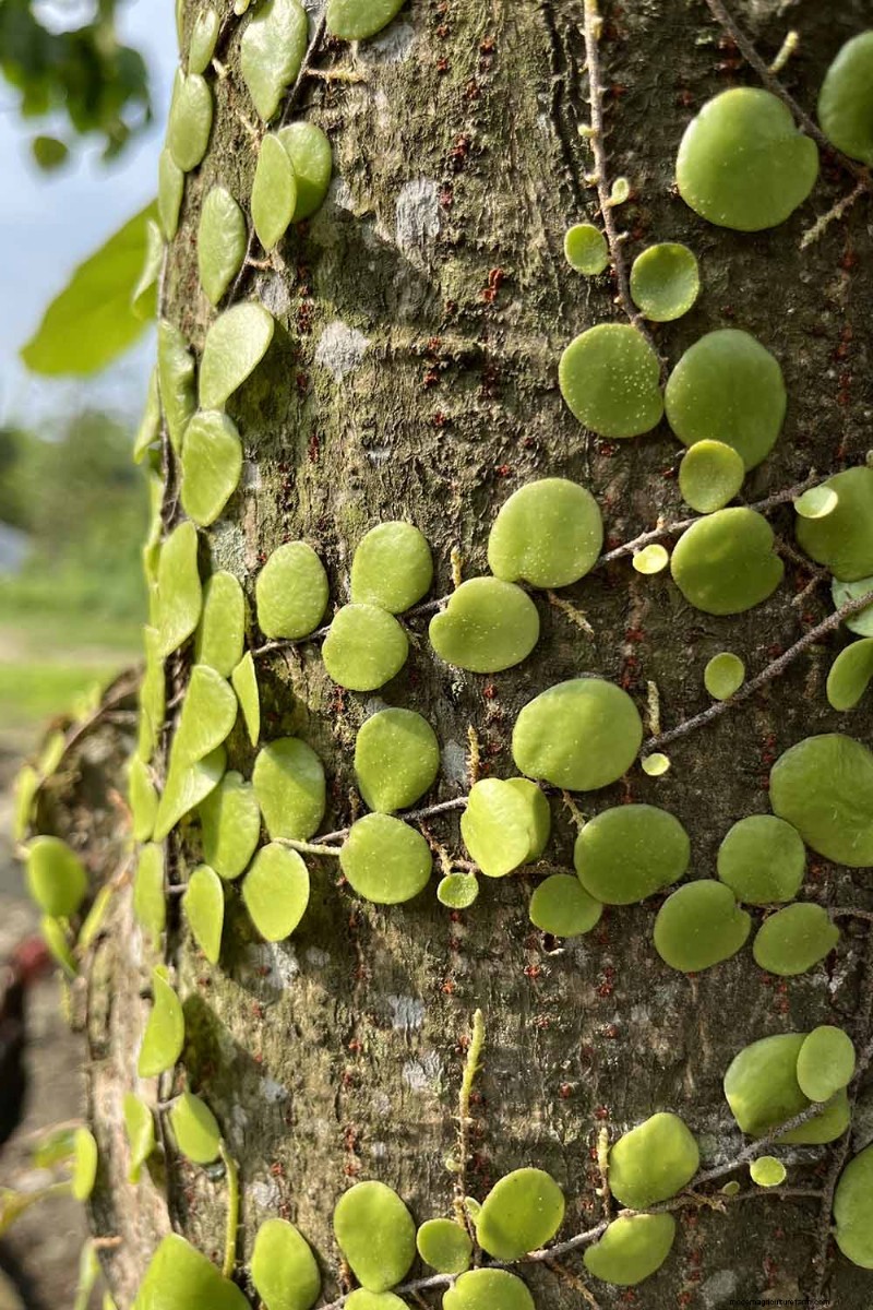 String of Nickels (Dischidia): Care & Growing Guide