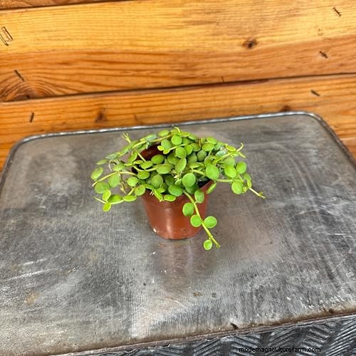 String of Nickels (Dischidia): Care & Growing Guide