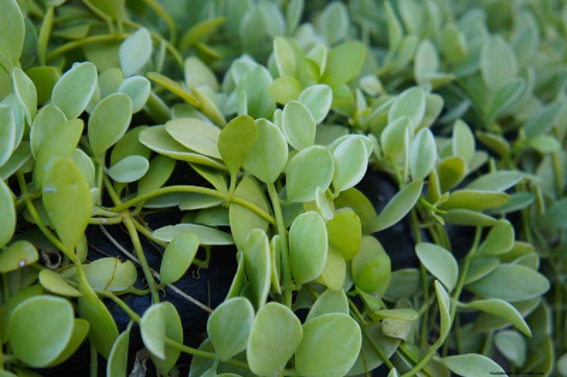 String of Nickels (Dischidia): Care & Growing Guide