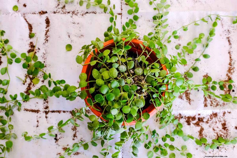 String of Nickels (Dischidia): Care & Growing Guide