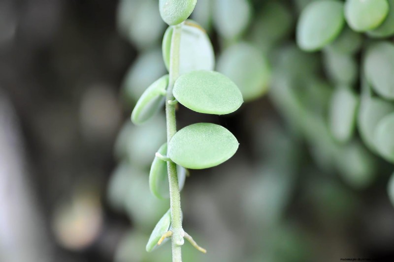 String of Nickels (Dischidia): Care & Growing Guide