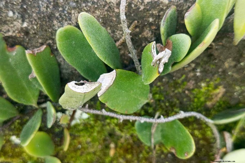 String of Nickels (Dischidia): Care & Growing Guide