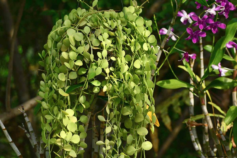 String of Nickels (Dischidia): Care & Growing Guide