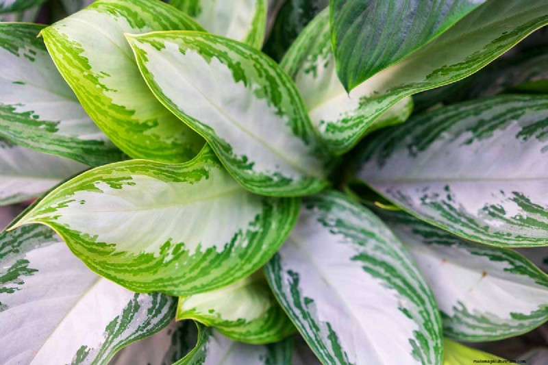 Chinese Evergreen (Aglaonema): Care Guide & Growing Tips