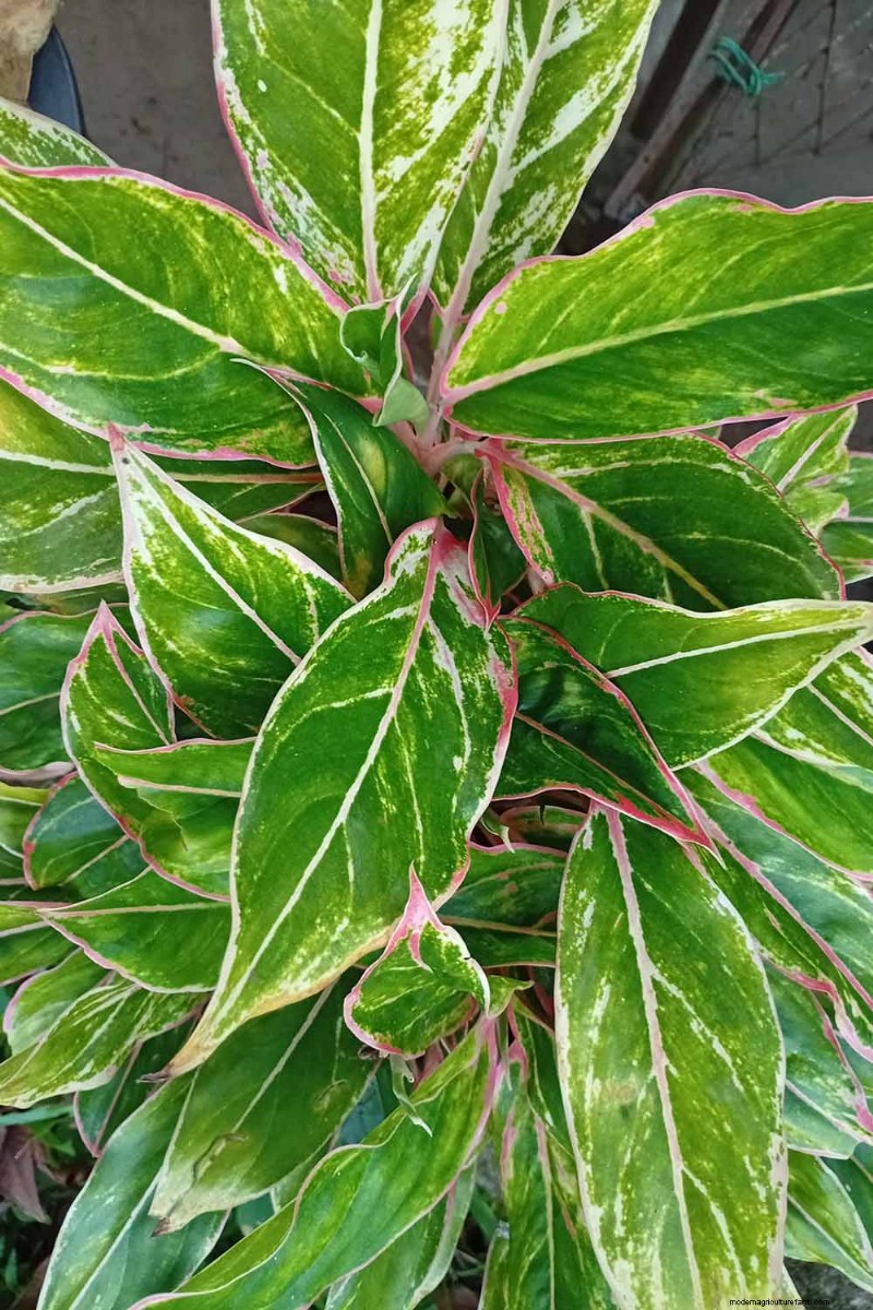 Chinese Evergreen (Aglaonema): Care Guide & Growing Tips