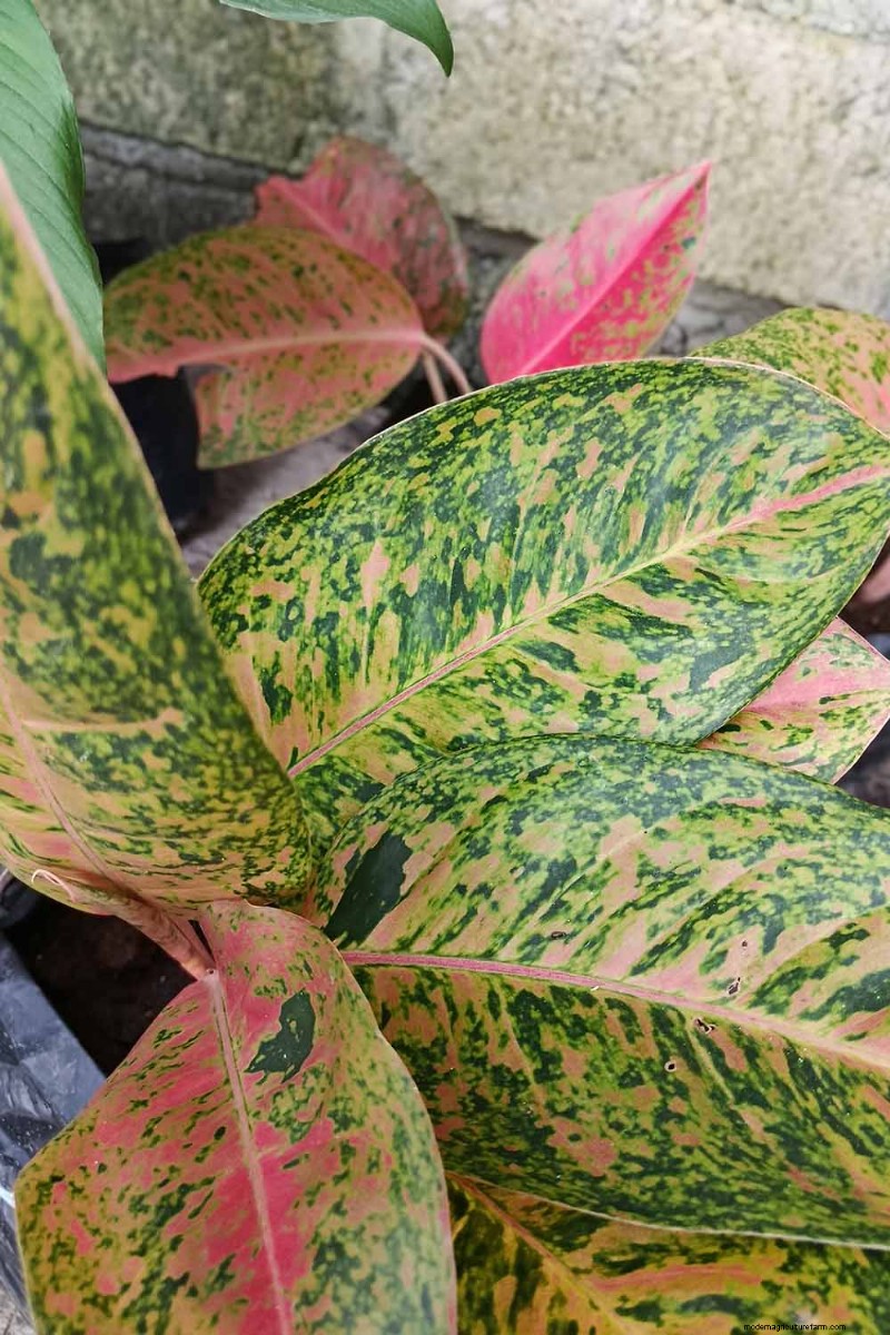 Chinese Evergreen (Aglaonema): Care Guide & Growing Tips
