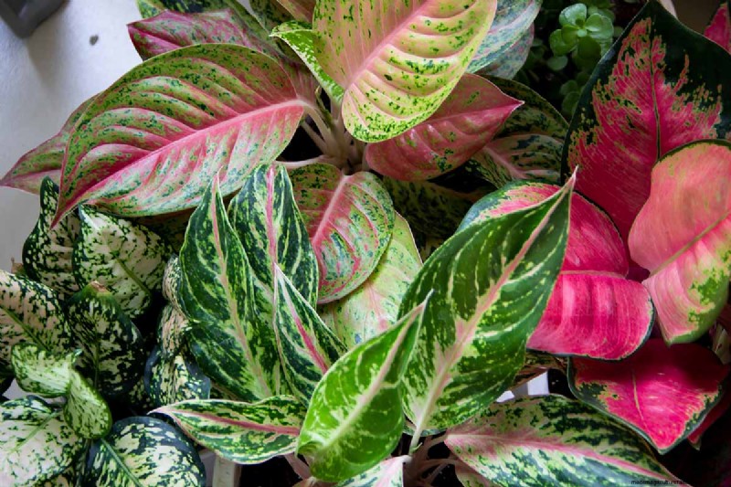 Chinese Evergreen (Aglaonema): Care Guide & Growing Tips