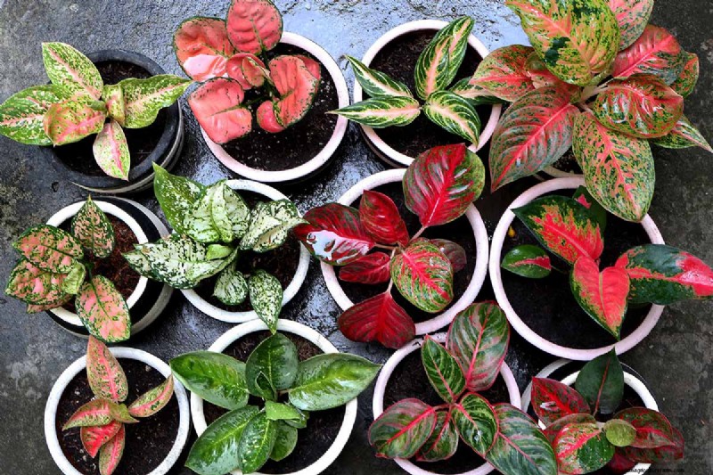 Chinese Evergreen (Aglaonema): Care Guide & Growing Tips