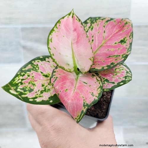 Chinese Evergreen (Aglaonema): Care Guide & Growing Tips