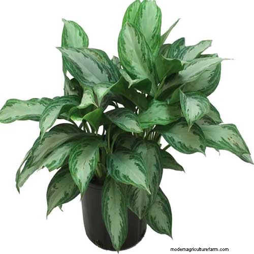 Chinese Evergreen (Aglaonema): Care Guide & Growing Tips