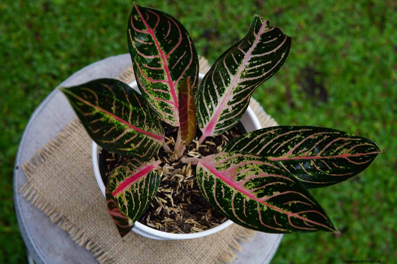 Chinese Evergreen (Aglaonema): Care Guide & Growing Tips