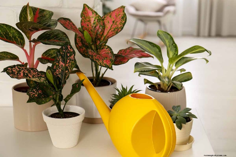 Chinese Evergreen (Aglaonema): Care Guide & Growing Tips