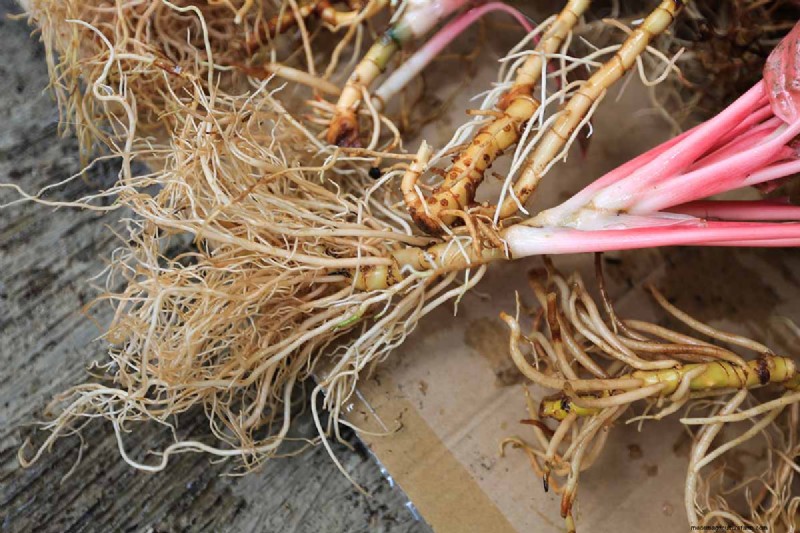 Chinese Evergreen (Aglaonema): Care Guide & Growing Tips