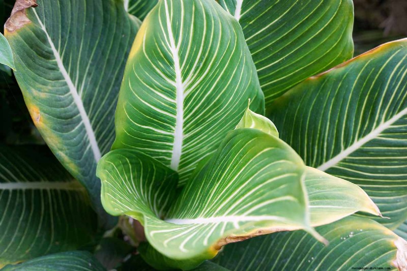 Chinese Evergreen (Aglaonema): Care Guide & Growing Tips