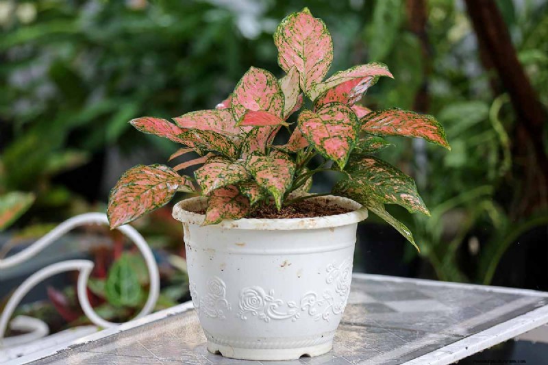 Chinese Evergreen (Aglaonema): Care Guide & Growing Tips