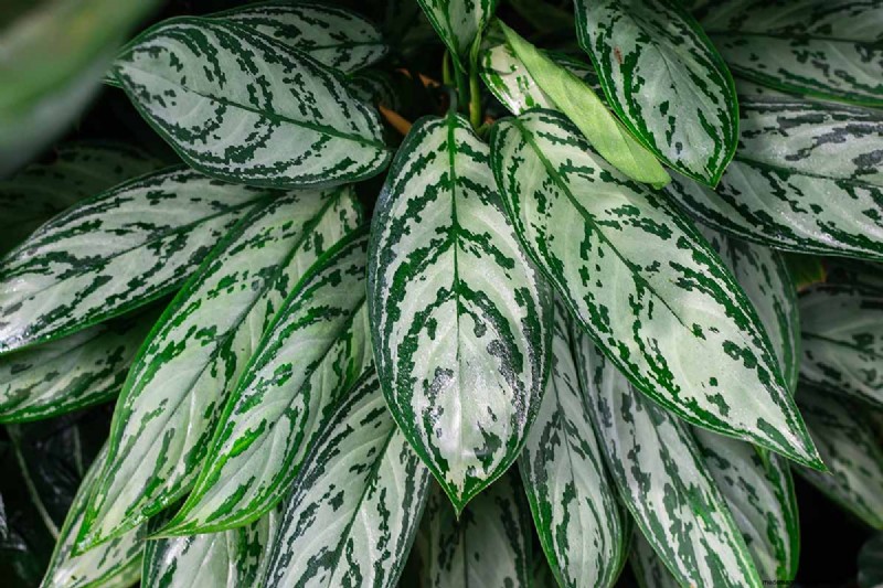 Chinese Evergreen (Aglaonema): Care Guide & Growing Tips