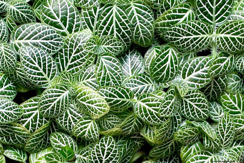 Nerve Plant Care: Growing & Styling Fittonia Indoors