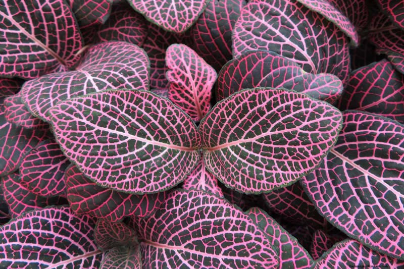 Nerve Plant Care: Growing & Styling Fittonia Indoors