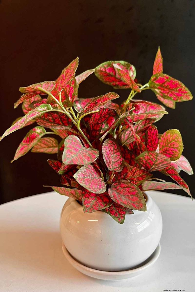 Nerve Plant Care: Growing & Styling Fittonia Indoors