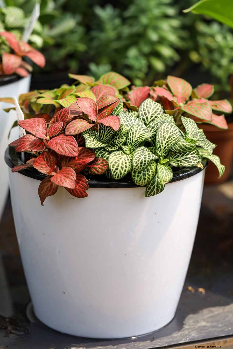 Nerve Plant Care: Growing & Styling Fittonia Indoors