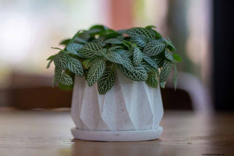 Nerve Plant Care: Growing & Styling Fittonia Indoors