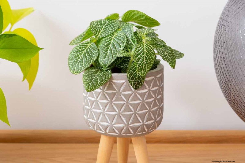 Nerve Plant Care: Growing & Styling Fittonia Indoors