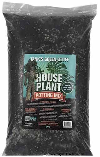 Nerve Plant Care: Growing & Styling Fittonia Indoors