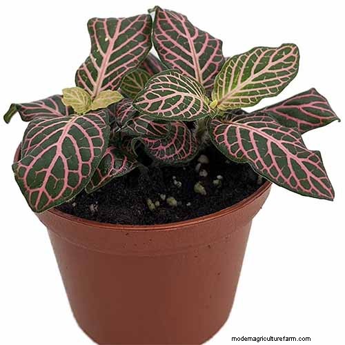 Nerve Plant Care: Growing & Styling Fittonia Indoors