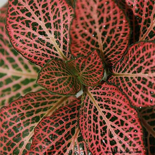 Nerve Plant Care: Growing & Styling Fittonia Indoors