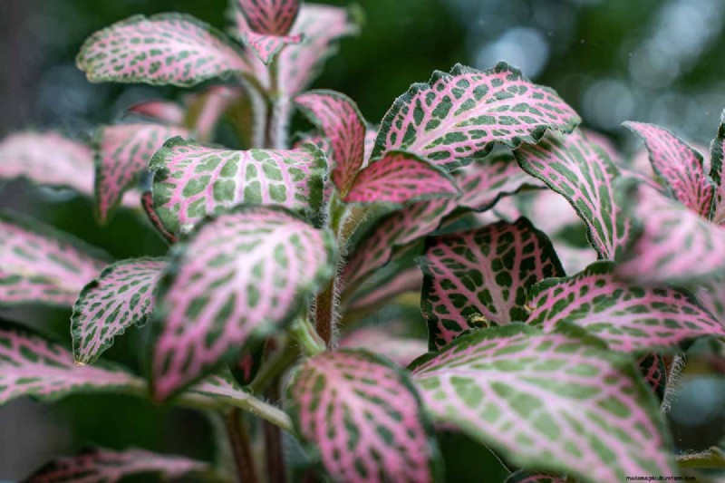 Nerve Plant Care: Growing & Styling Fittonia Indoors