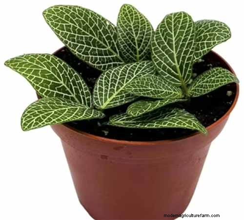 Nerve Plant Care: Growing & Styling Fittonia Indoors