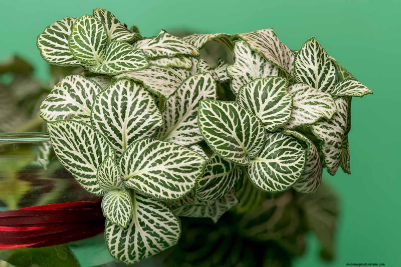 Nerve Plant Care: Growing & Styling Fittonia Indoors