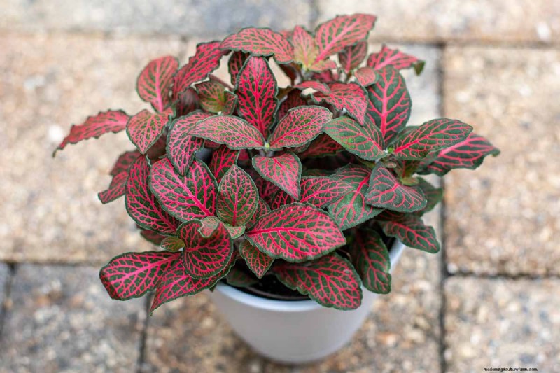 Nerve Plant Care: Growing & Styling Fittonia Indoors