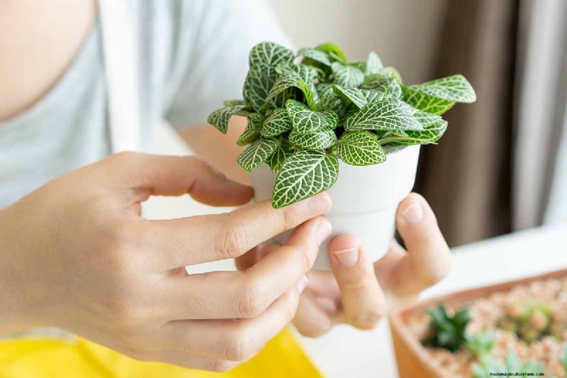 Nerve Plant Care: Growing & Styling Fittonia Indoors