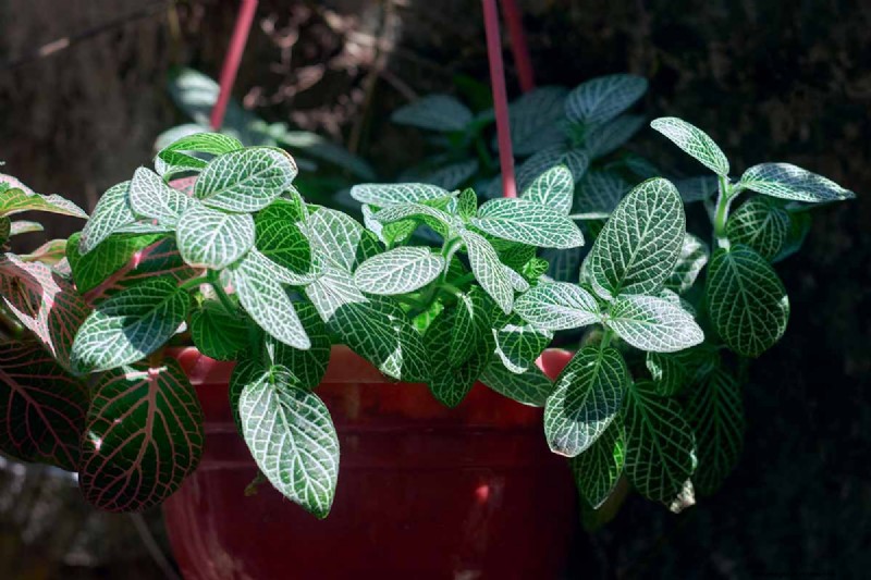 Nerve Plant Care: Growing & Styling Fittonia Indoors