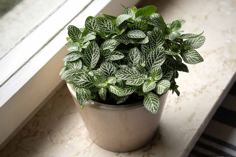 Nerve Plant Care: Growing & Styling Fittonia Indoors