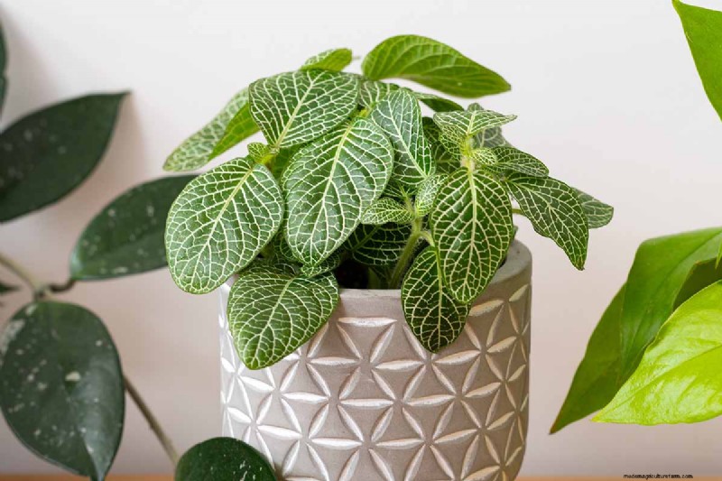 Nerve Plant Care: Growing & Styling Fittonia Indoors